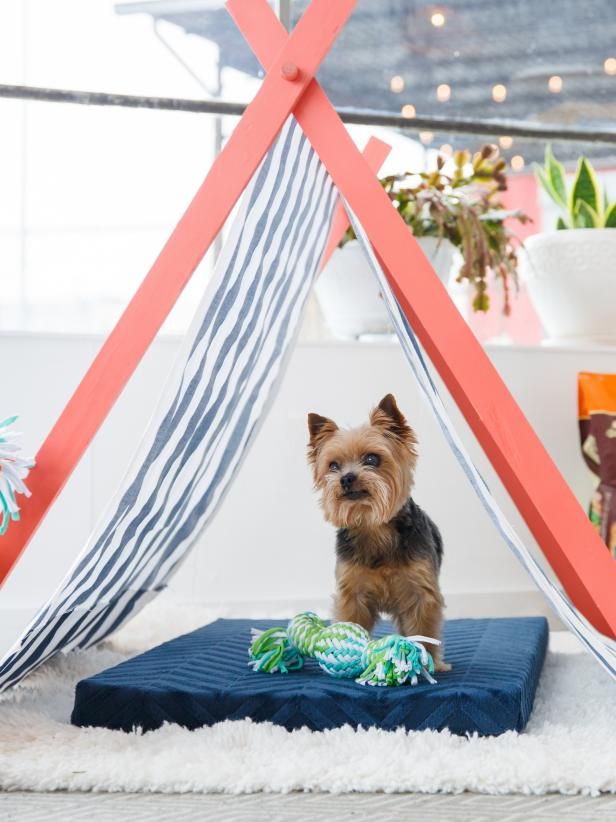 a small dog sitting in front of a teepee tent