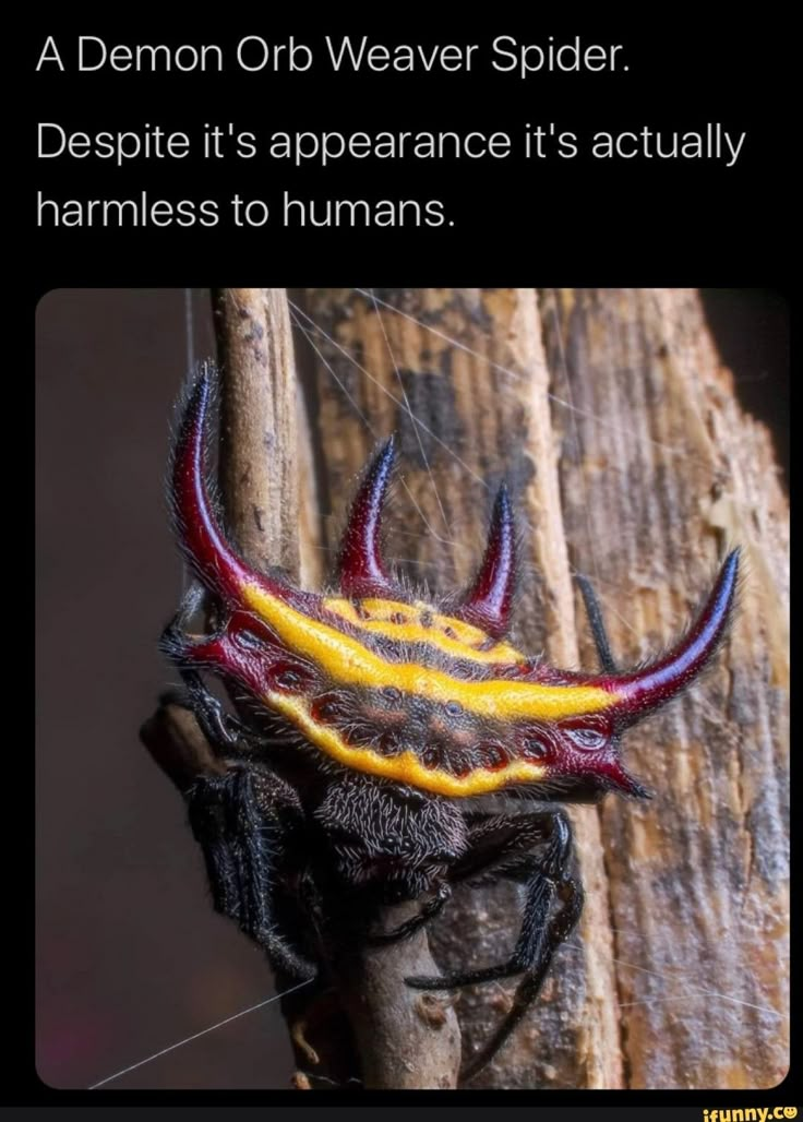 a spider with red and yellow stripes on it's head sitting on a tree branch