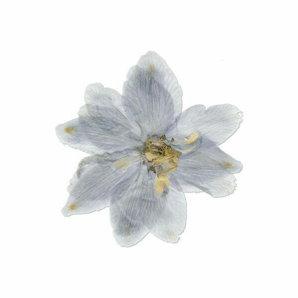 a single white flower with yellow stamens on it's center and petals