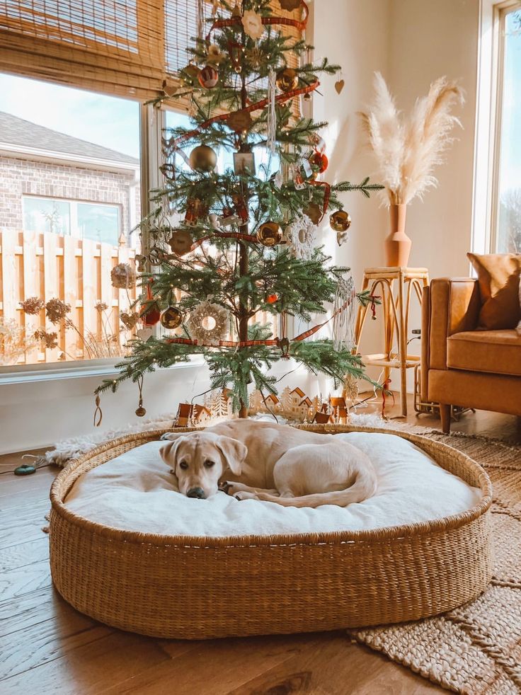 a dog is laying in his bed under the christmas tree