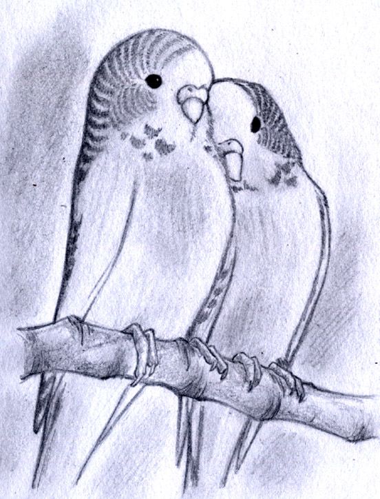 pencil drawing of two birds sitting on a tree branch with their beaks touching each other