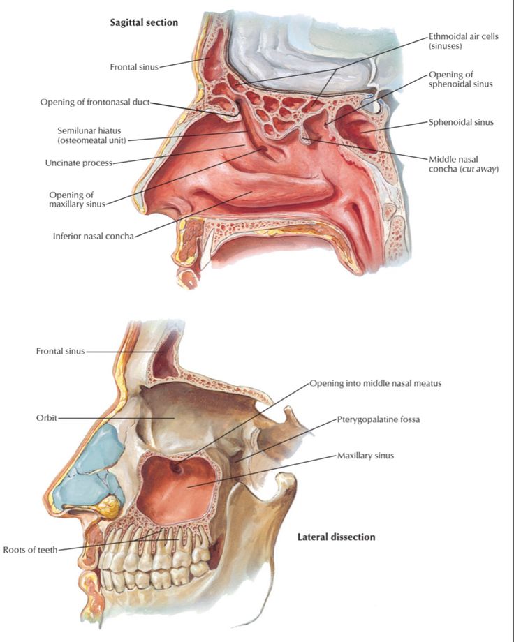 #anatomy Sinuses Anatomy, Paranasal Sinuses, Maxillary Sinus, Congratulations Images, Pre Med, Human Anatomy, Head And Neck, Multi Tasking, Medical School