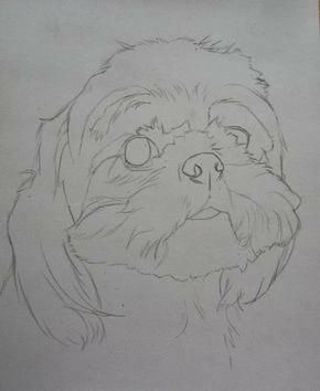 a pencil drawing of a dog's face