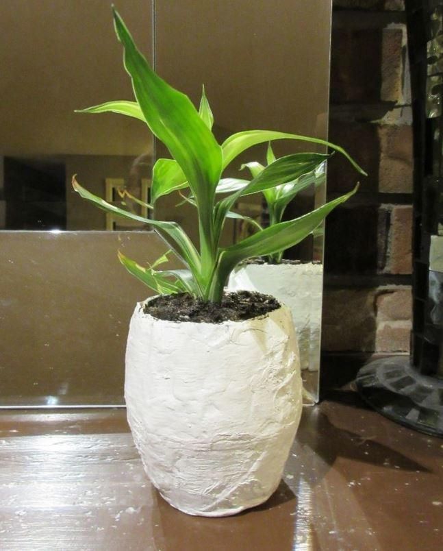 a potted plant sitting on top of a wooden table in front of a mirror