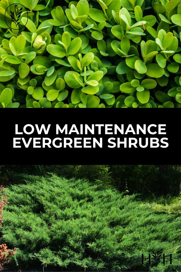 the words low maintenance evergreen shrubs are in front of green bushes and shrubbery, along with