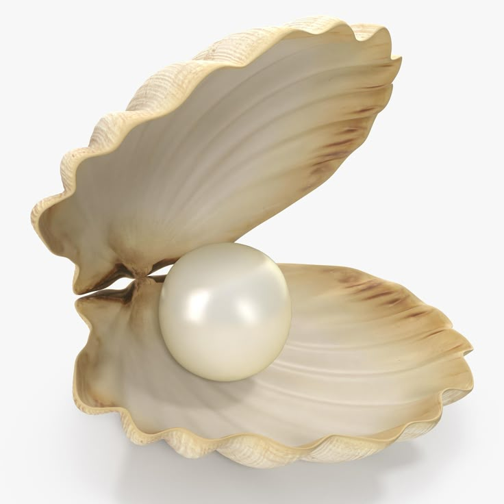 an open shell with a pearl in it