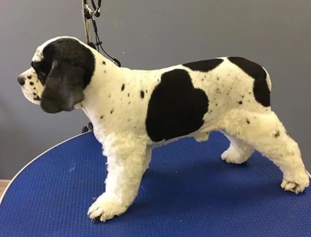 a black and white dog standing on top of a blue table