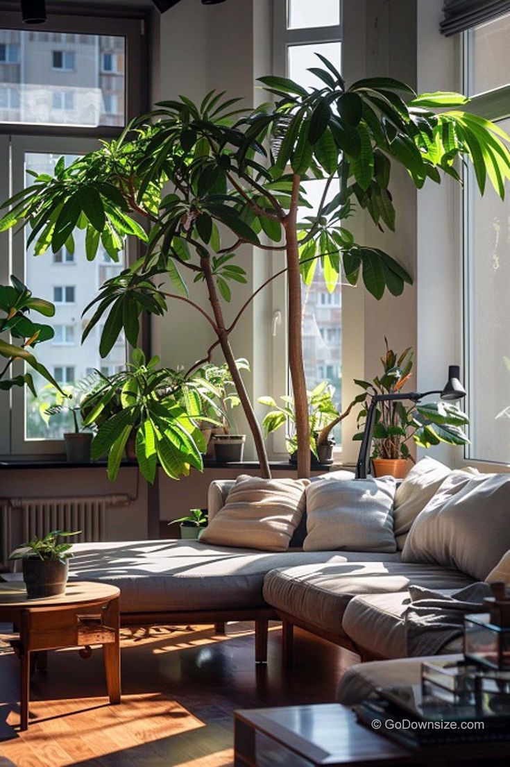 a living room filled with lots of furniture and plants on top of windowsills