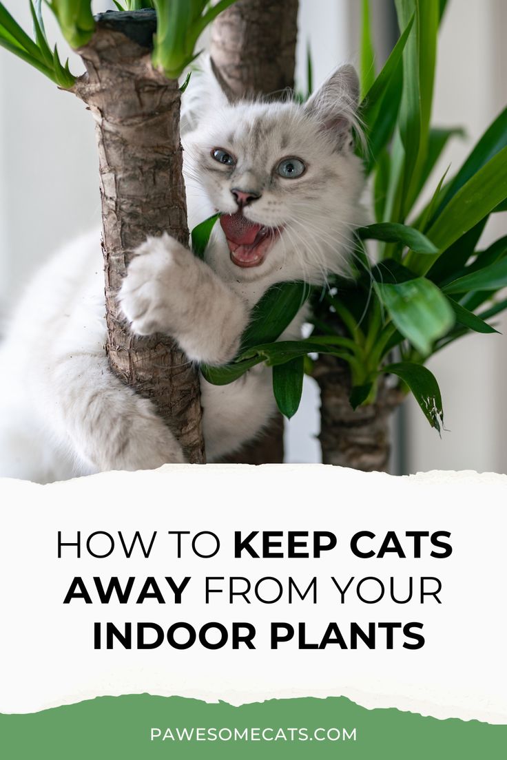 Cats and plants aren't always a good mix. We share practical tips to keep cats out of indoor pot plants so your plants have chance to thrive. Catproof House Plants, Cat Proof Plants, Indoor Pots, How To Keep Cats Out Of House Plants, Cat Tips Indoor, Protect Plants From Cats, Cat Proofing Plants, Keep Cats Out Of Plants, How To Keep Cats Out Of Plants