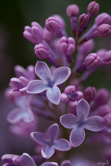 purple flowers are blooming in the middle of the day, and it is hard to tell what color they are