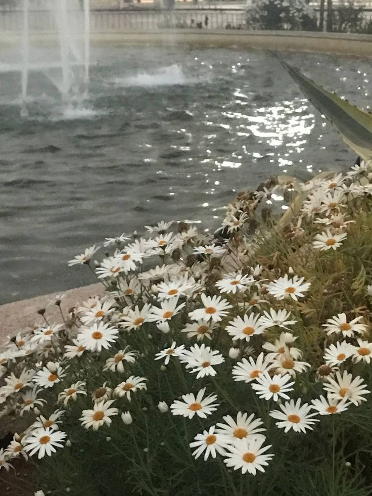 white daisies in front of a fountain with water and buildings on the other side