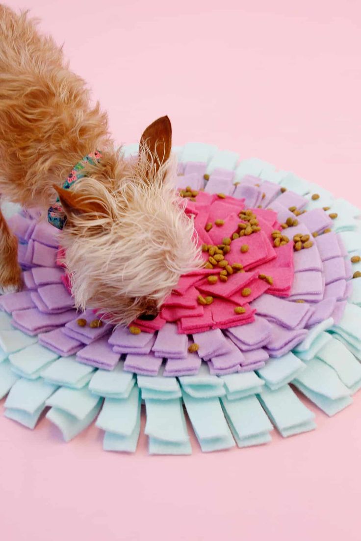 a small dog is eating out of a pink and blue plate with sprinkles on it