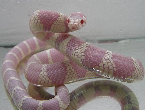 a pink and white snake is curled up on top of another snake's head