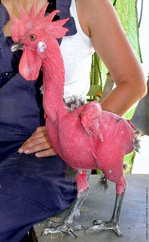 a woman holding a pink bird on her lap