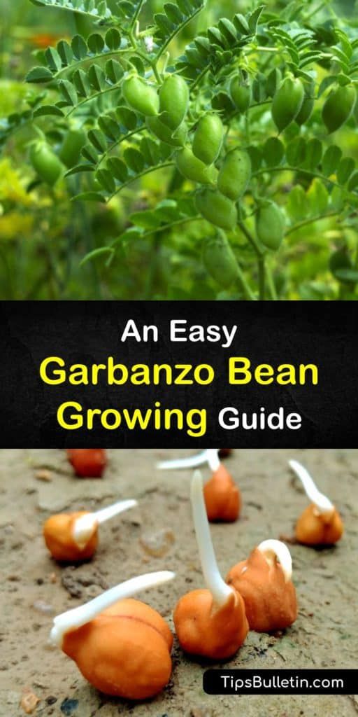 an easy garbanzo bean growing guide for beginners to grow in the garden