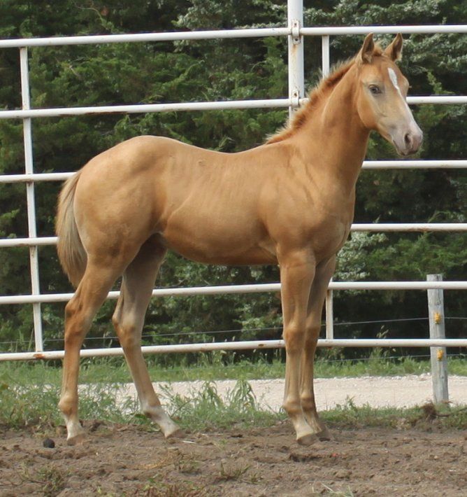 a brown horse standing in front of a white fence with trees behind it and grass on the ground