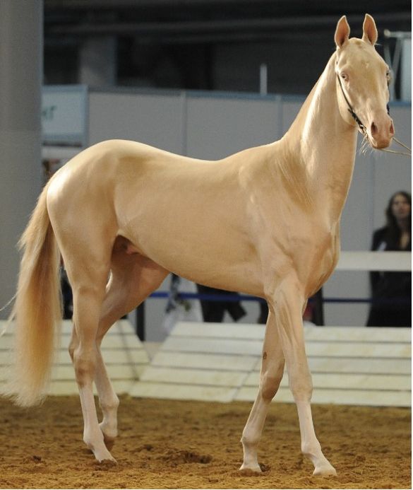 a horse is standing in an arena with people looking at the horses behind it and onlookers