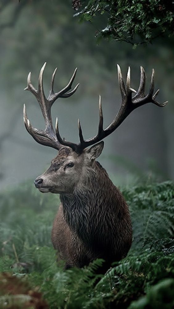 a black and white photo of a deer with antlers