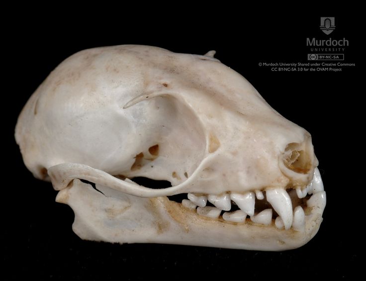 an animal skull with large teeth on a black background