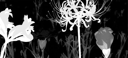 4 White spiderlillies bloom quickly on a black background. More unbloomed spiderlillies can be seen in the background. Black Banner Aesthetic Anime, Black And White Anime Discord Banner, Black White Anime Banner Gif, Black And White Aesthetic Banner Gif, Black And White Gif Banner For Discord, Black Anime Aesthetic Gif, Black And White Gif Header, Black Gifs Headers, Black Banners For Discord