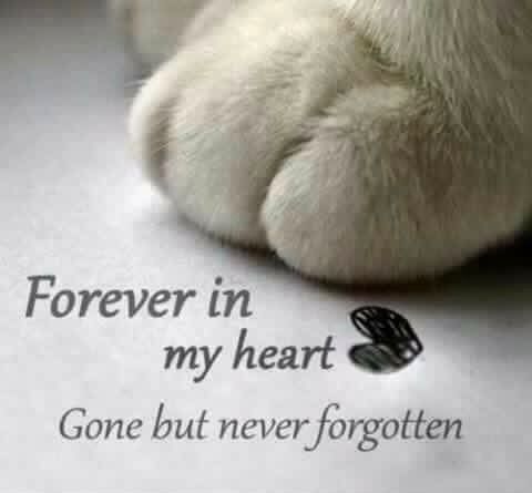 a close up of a cat's paw with the caption forever in my heart