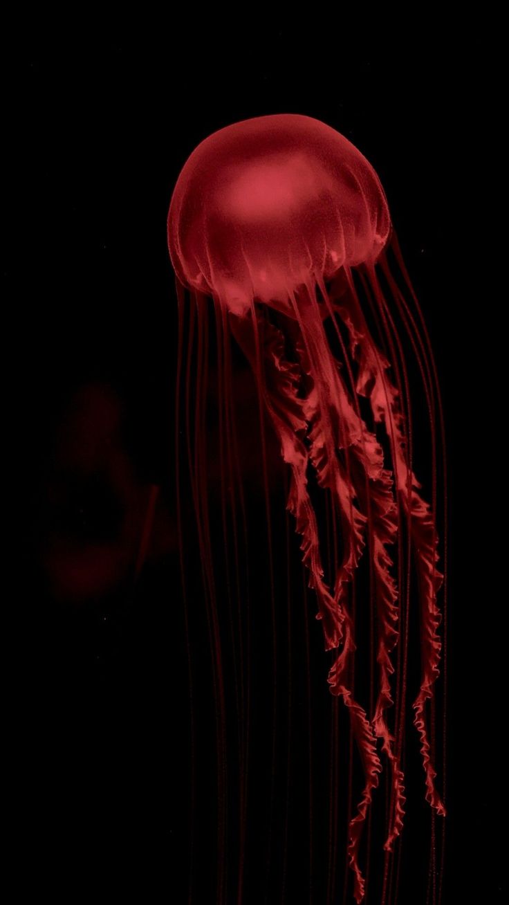 a red jellyfish floating in the dark water