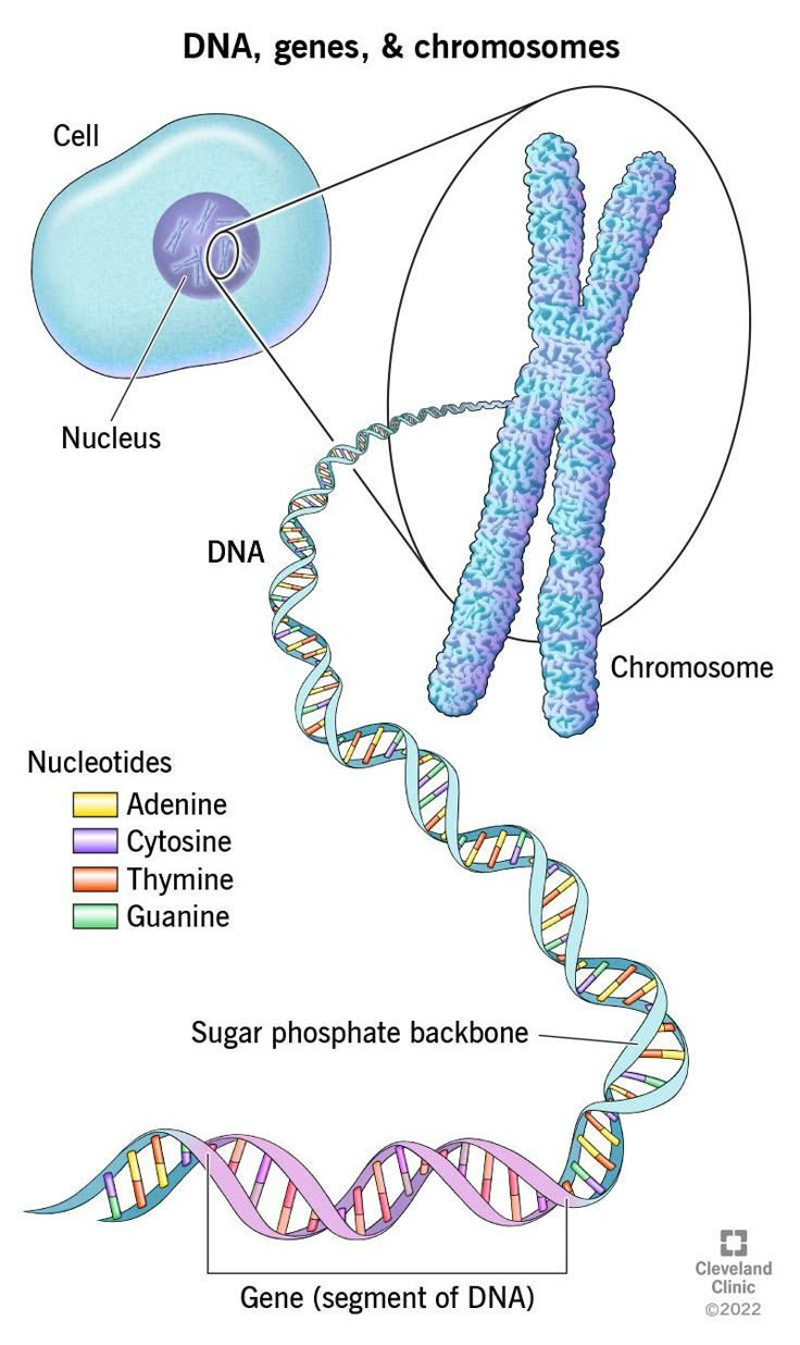 a diagram of the structure of a gene