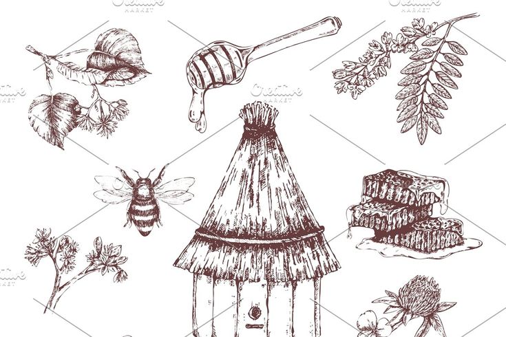 various items that are drawn in pen and ink on paper, including honey combs