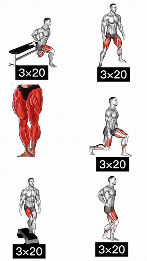 the different muscles are shown in this diagram, and there is no image to describe