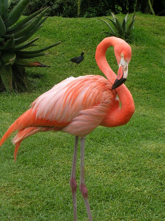 a pink flamingo standing on top of a lush green field