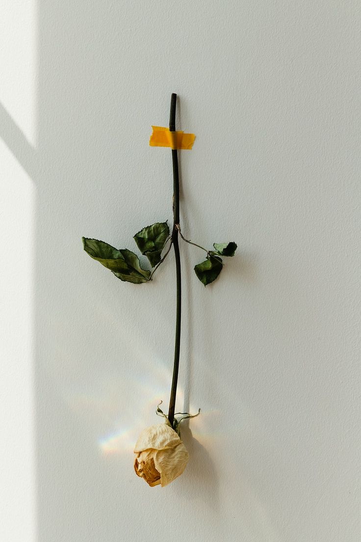 a dead flower is hanging on the wall