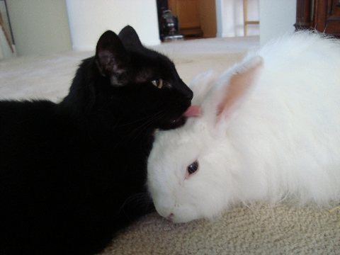 a black cat and white rabbit laying on the floor