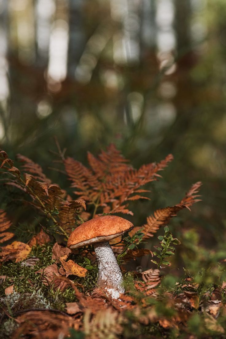 a mushroom sitting on top of a lush green forest