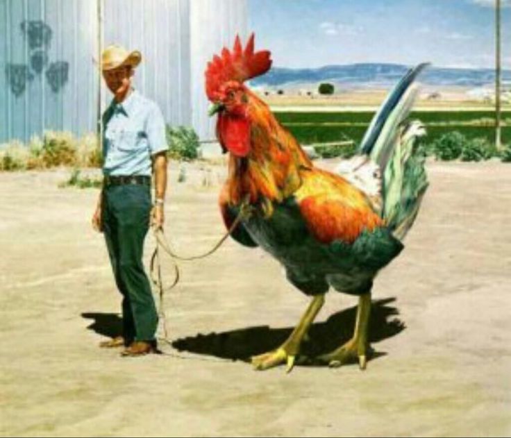 a man standing next to a large rooster