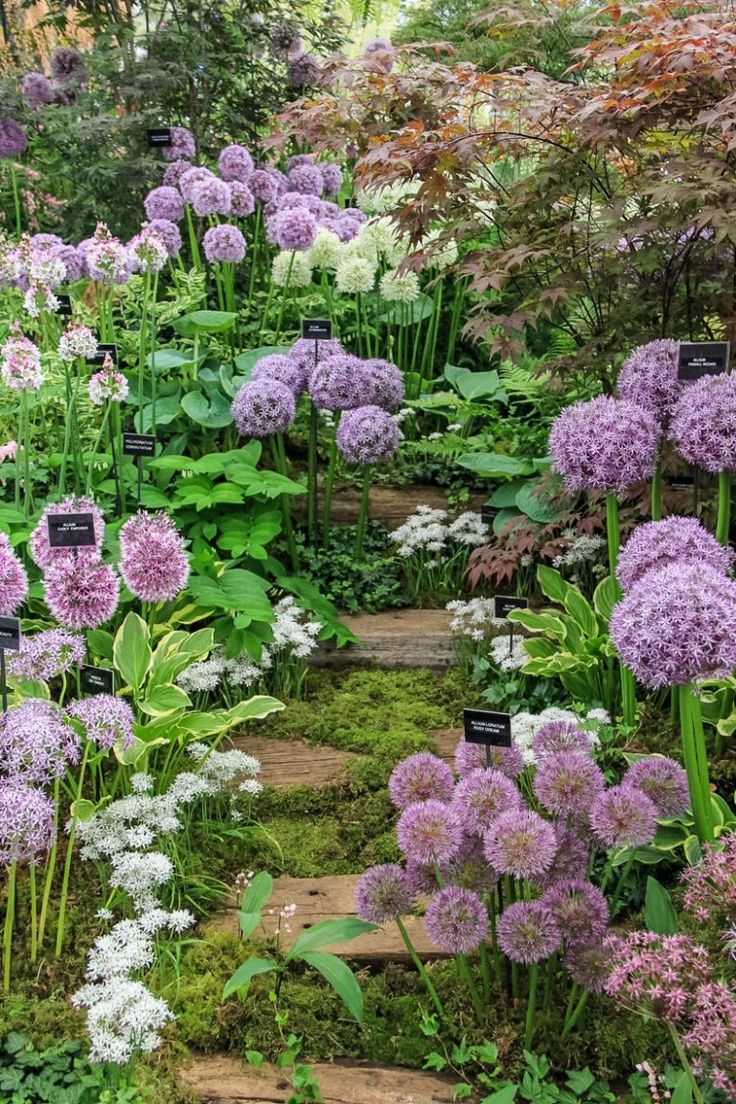 the garden is full of purple and white flowers