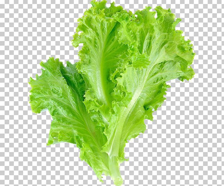 green lettuce on a white background with clipping area for text or image