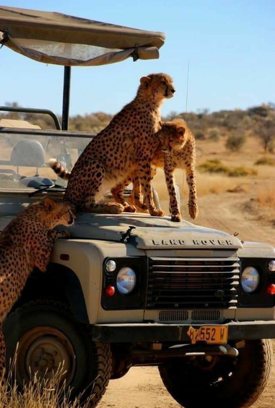 two cheetah cubs climbing on the roof of a safari vehicle with their mother