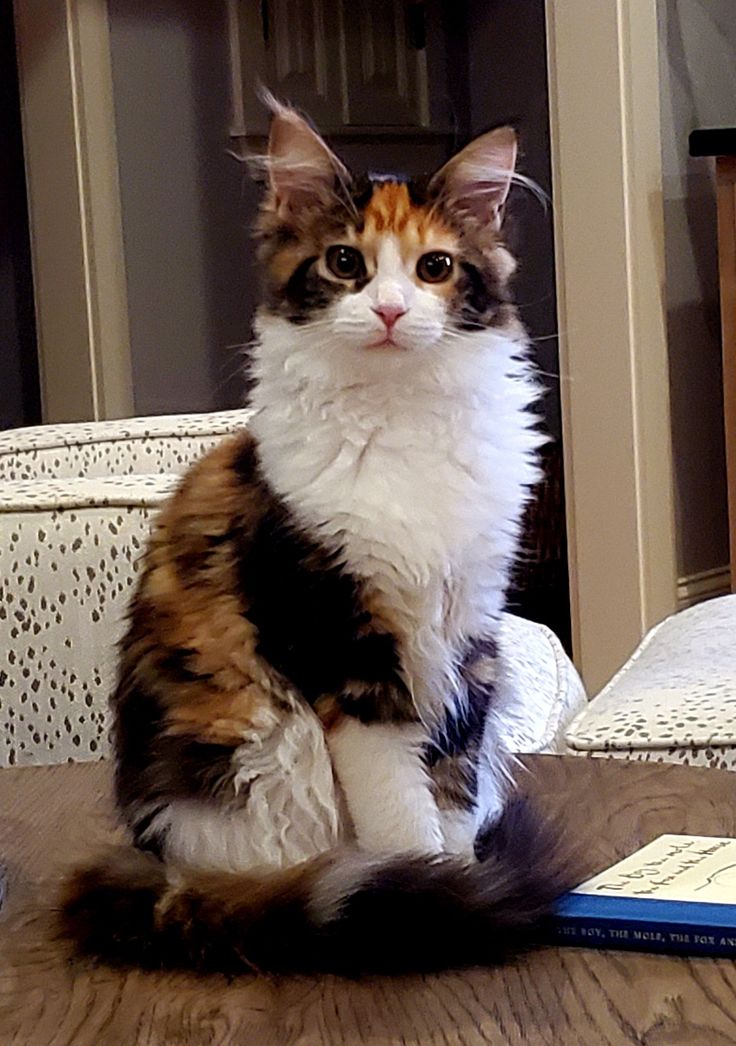 a calico cat sitting on top of a wooden table