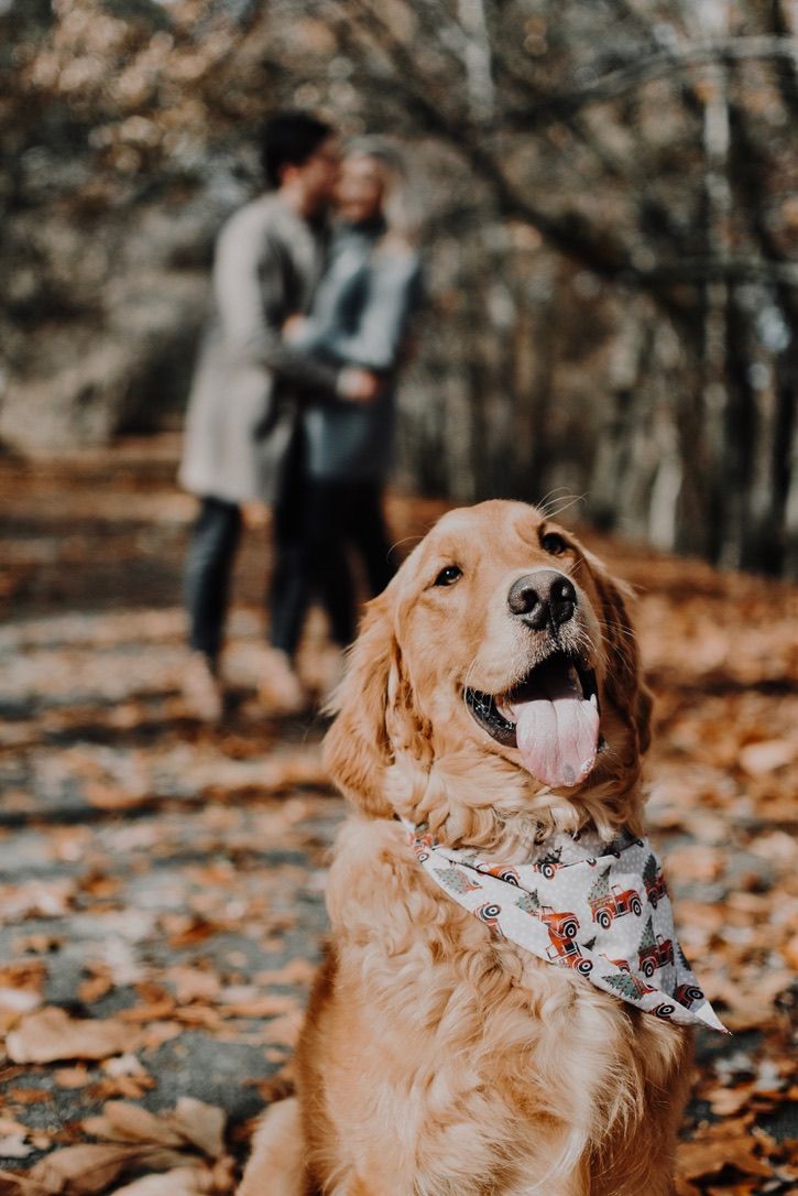 a golden retriever sitting on the ground with its tongue hanging out next to it's owner