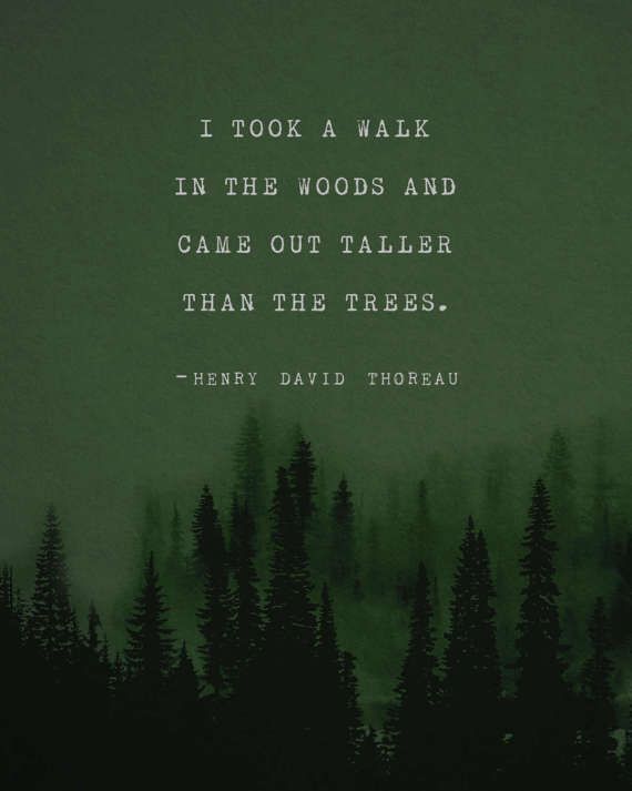 a forest filled with trees and a quote from henry david thoreau that reads, i took a walk in the woods and came out taller than the trees