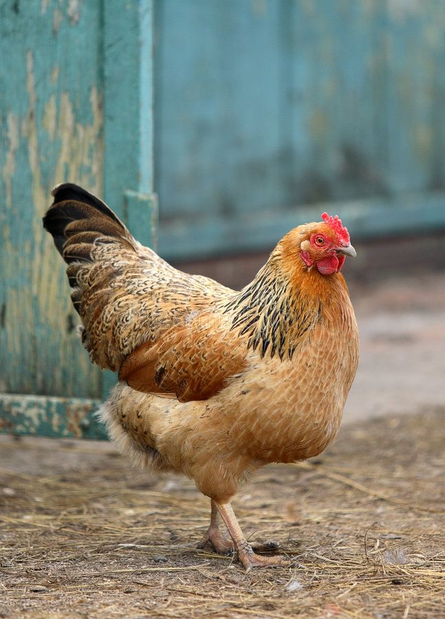 a brown and black chicken standing on top of dry grass next to a blue door