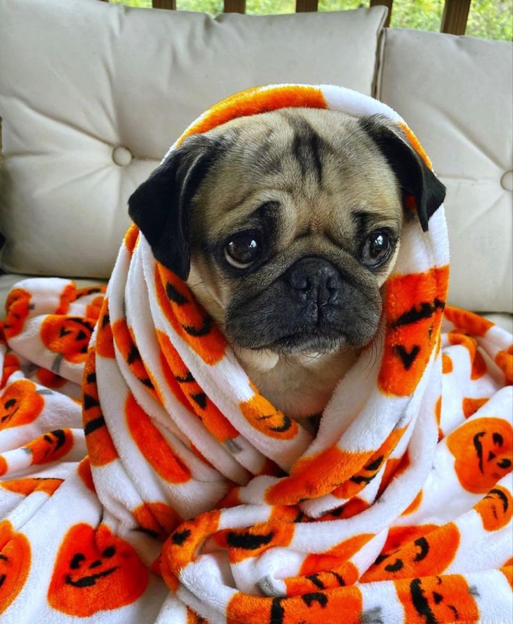 a small pug dog wrapped in a blanket on top of a couch with pumpkins all over it