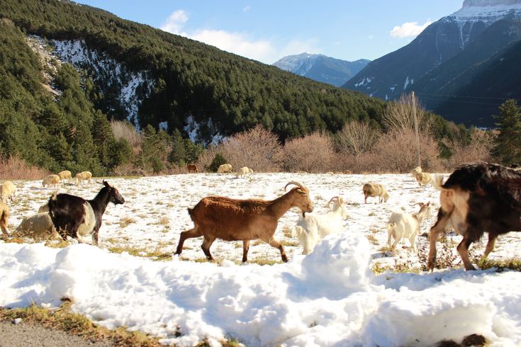 a herd of goats walking across a snow covered field