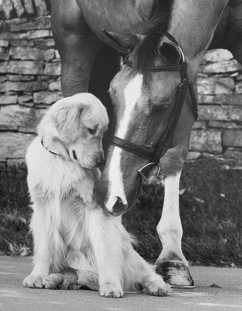 a dog sitting next to a horse on the ground