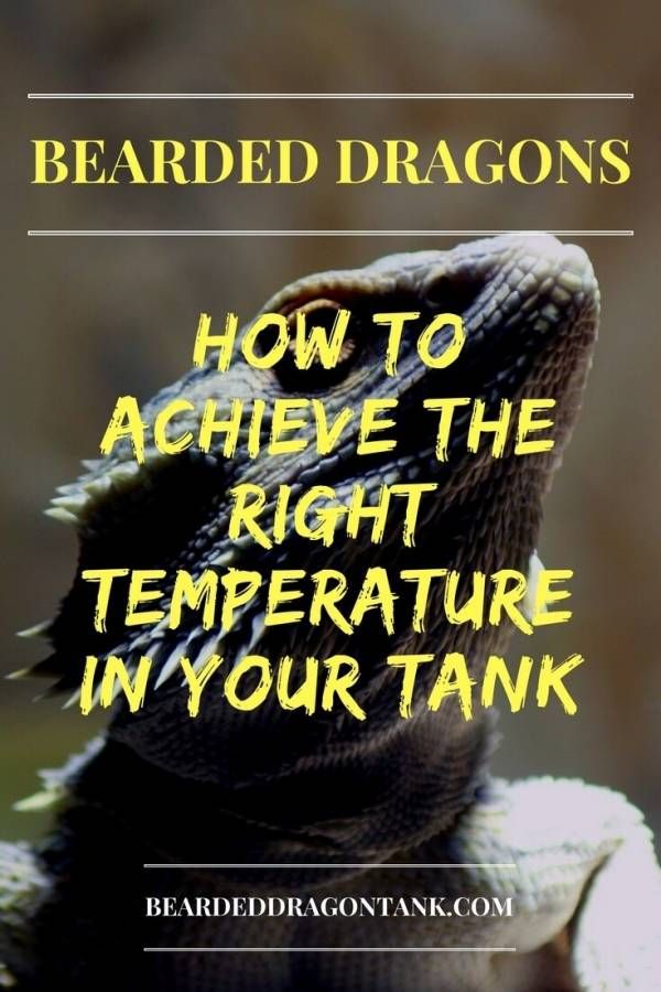 the cover of bearded dragon's book how to achieve the right temperature in your tank