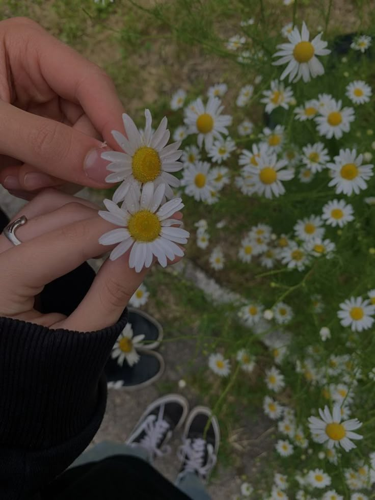 two people holding daisies in their hands, one with yellow centers and the other with white petals