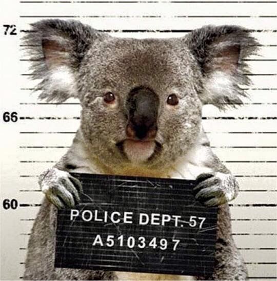 a koala holding a sign that says police dept - 51 at the mug shot