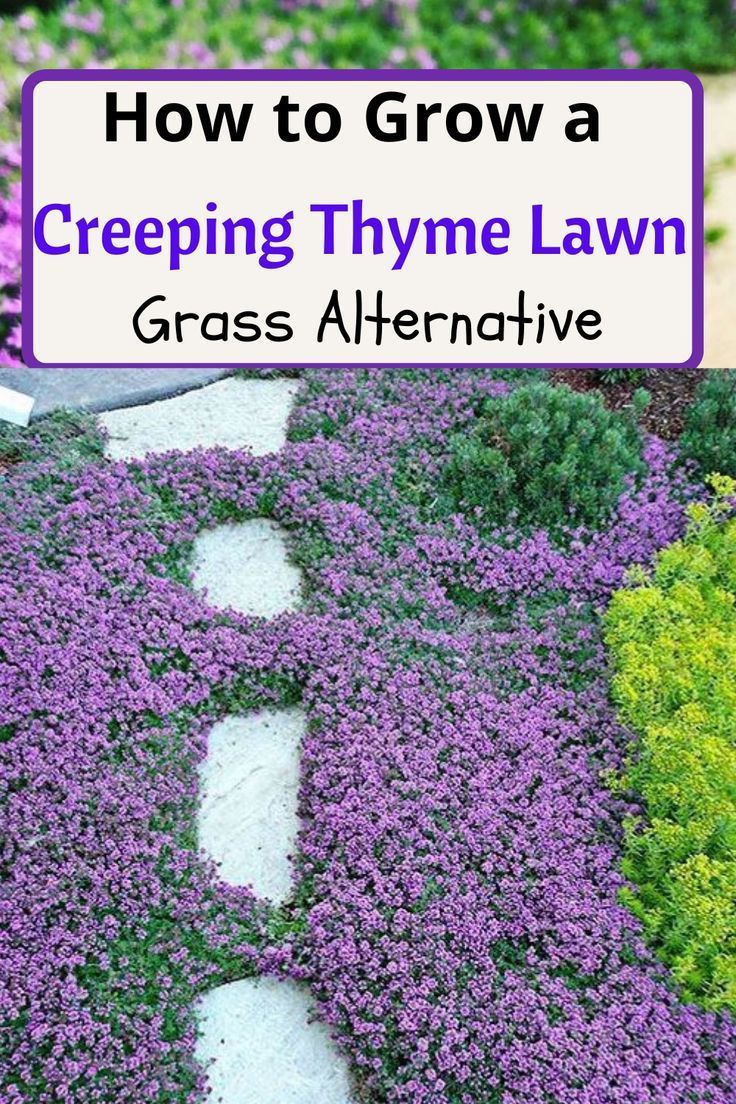 how to grow a creeping thyme lawn in the garden with grass alternatives and tips