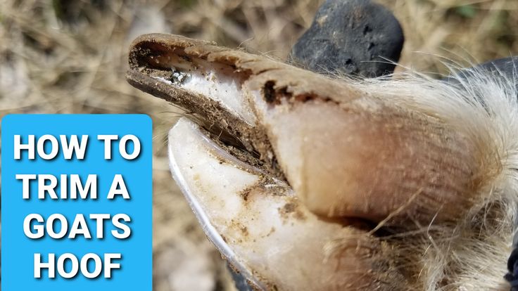 a close up of a bird with the words how to trim a goat hoof