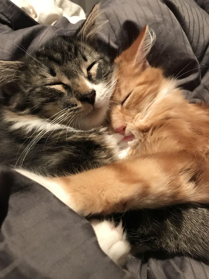 two cats cuddle together on a bed, one is sleeping and the other is laying down